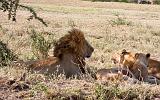 TANZANIA - Serengeti National Park - Leoni Lions - 02